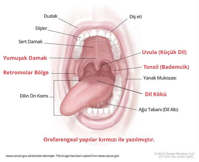 Throat cancer from hpv treatment, Prevalence of hpv throat cancer. hhh | Cervical Cancer | Oral Sex
