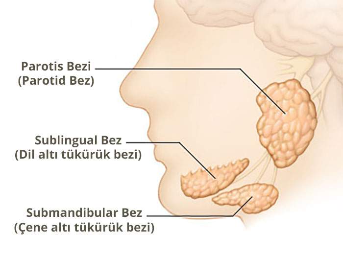 Tukuruk Bezi Tumorleri Prof Dr Cetin Vural